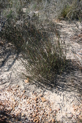 Elegia extensa (Elegia extensa)