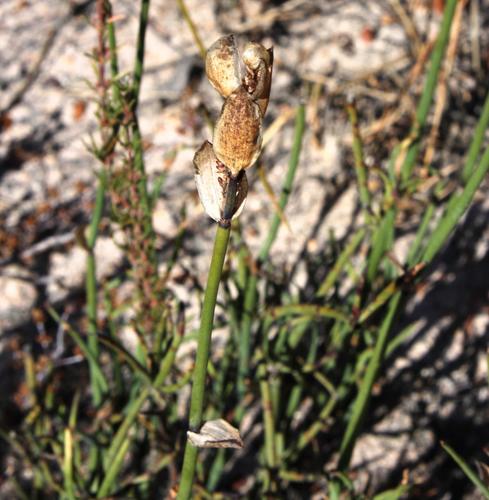 Elegia extensa (Elegia extensa)