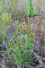Elegia extensa (Elegia extensa)
