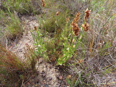 Elegia extensa (Elegia extensa)