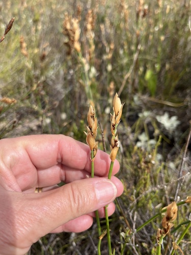 Elegia extensa (Elegia extensa)
