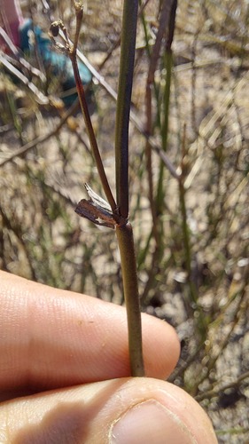 Elegia extensa (Elegia extensa)