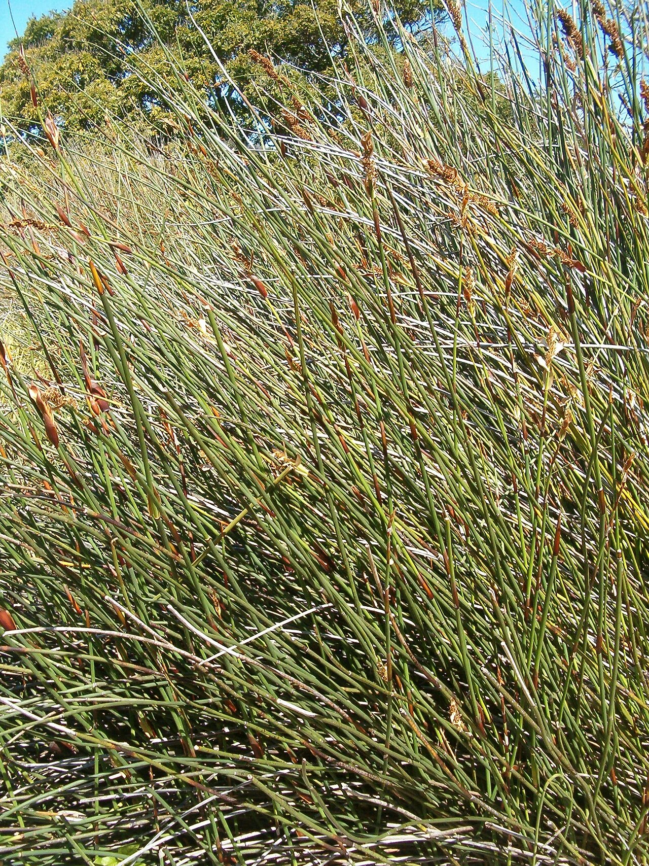 Elegia fistulosa: At Kirstenbosch National Botanical Gardens Genus Elegia
