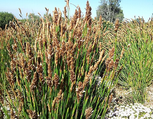 Elegia fistulosa: Elegia fistulosa - Pypriet