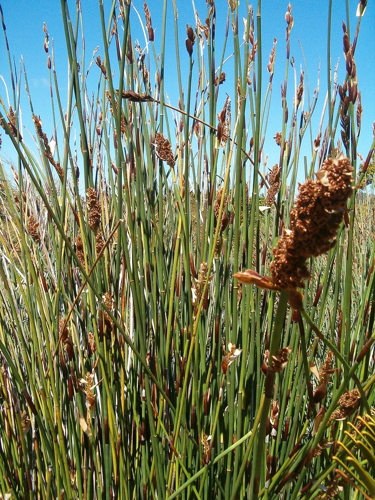 Elegia fistulosa: At Kirstenbosch National Botanical Gardens Genus Elegia