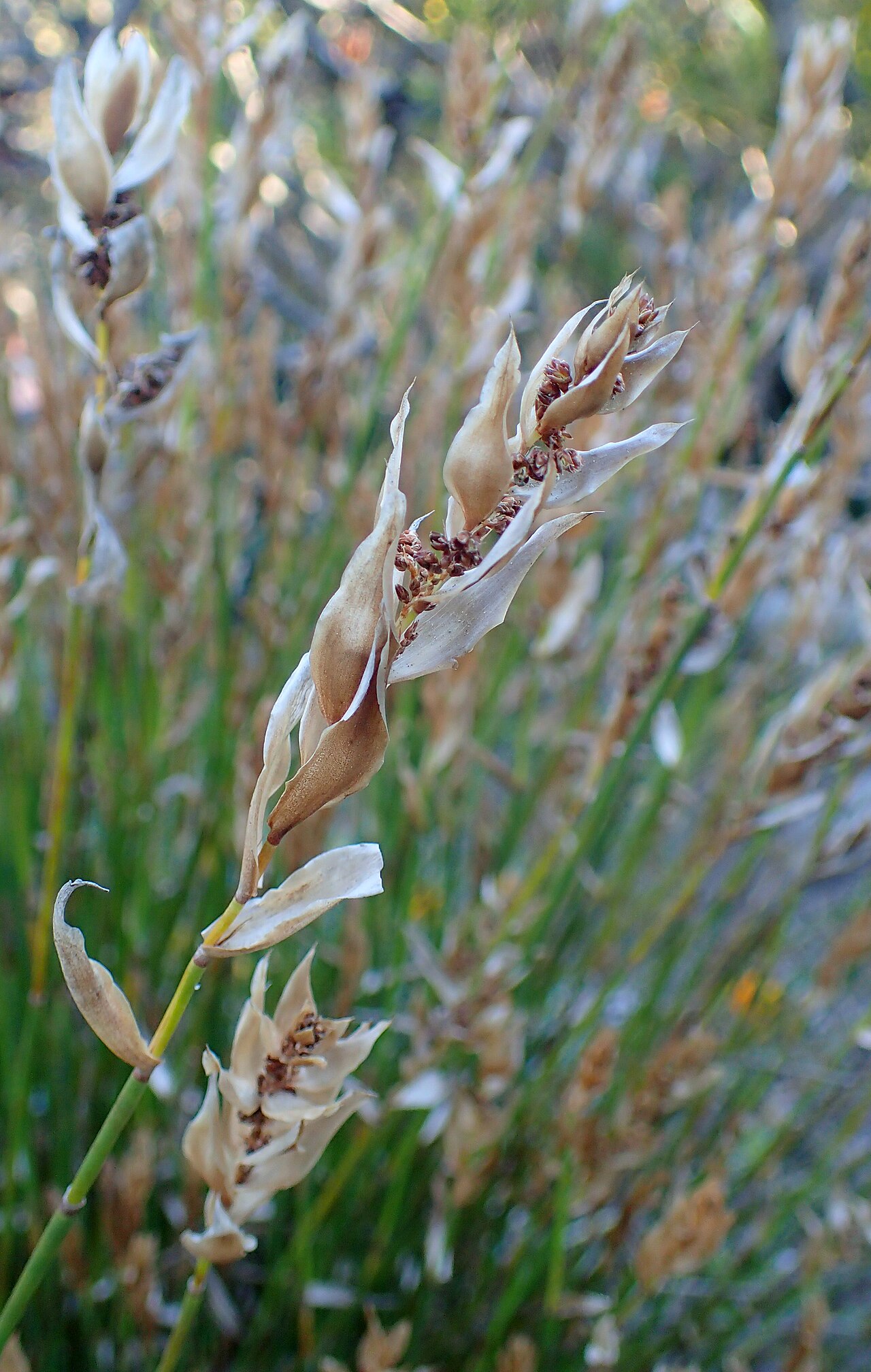 Elegia fistulosa: Elegia fistulosa in the San Francisco Botanical Garden