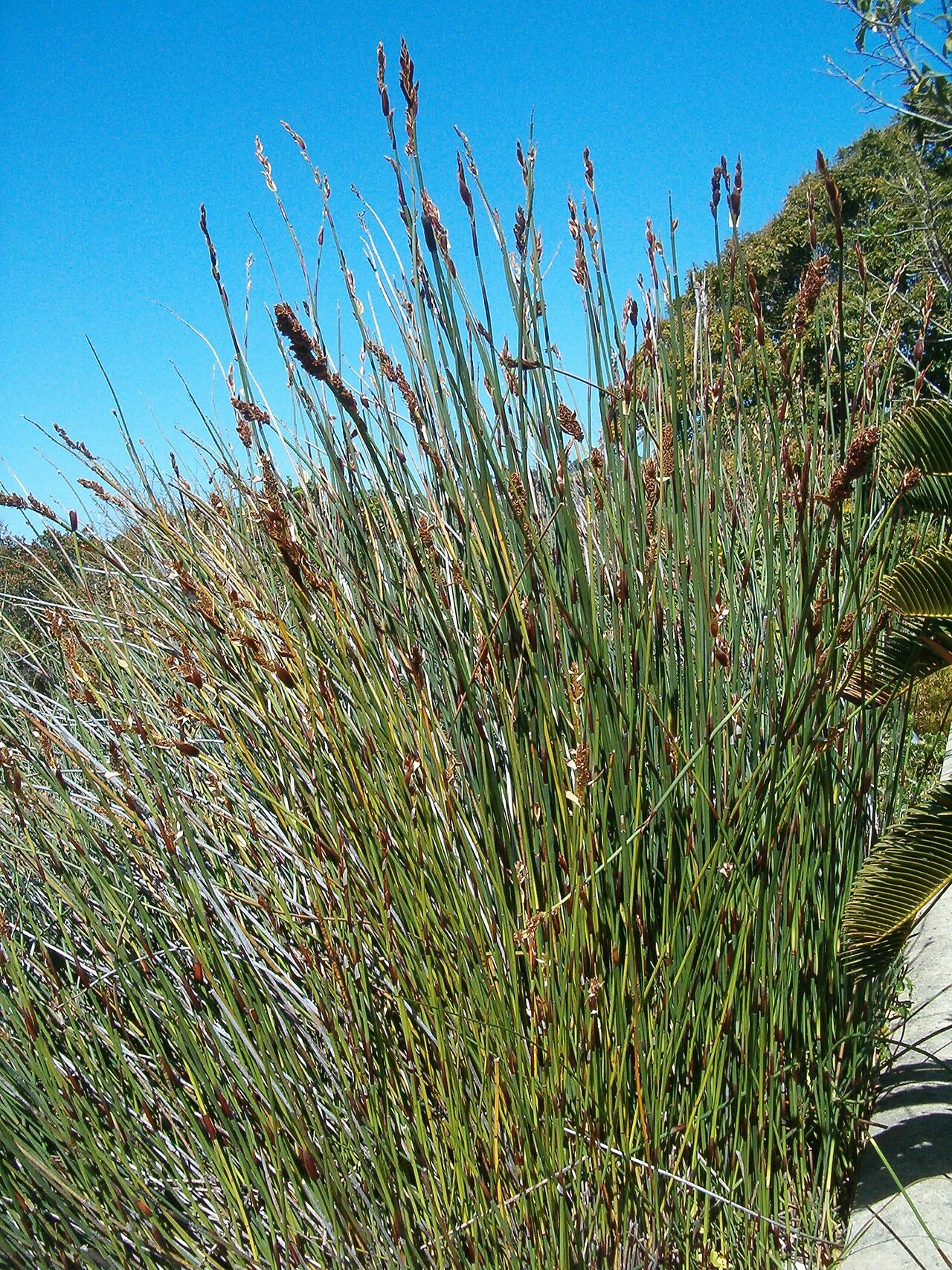Elegia fistulosa: At Kirstenbosch National Botanical Gardens Genus Elegia