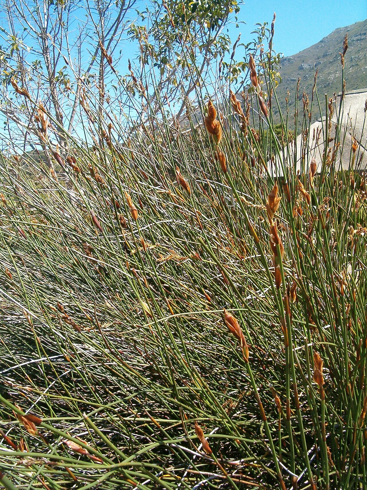 Elegia fistulosa: At Kirstenbosch National Botanical Gardens Genus Elegia