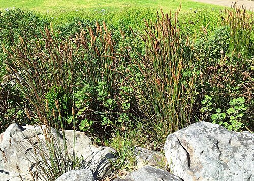 Elegia fistulosa: Elegia fistulosa - Pypriet