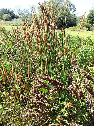 Elegia fistulosa: Elegia fistulosa - Pypriet