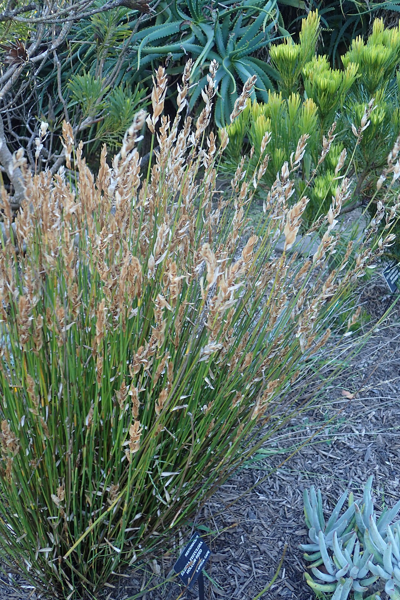Elegia fistulosa: Elegia fistulosa in the San Francisco Botanical Garden