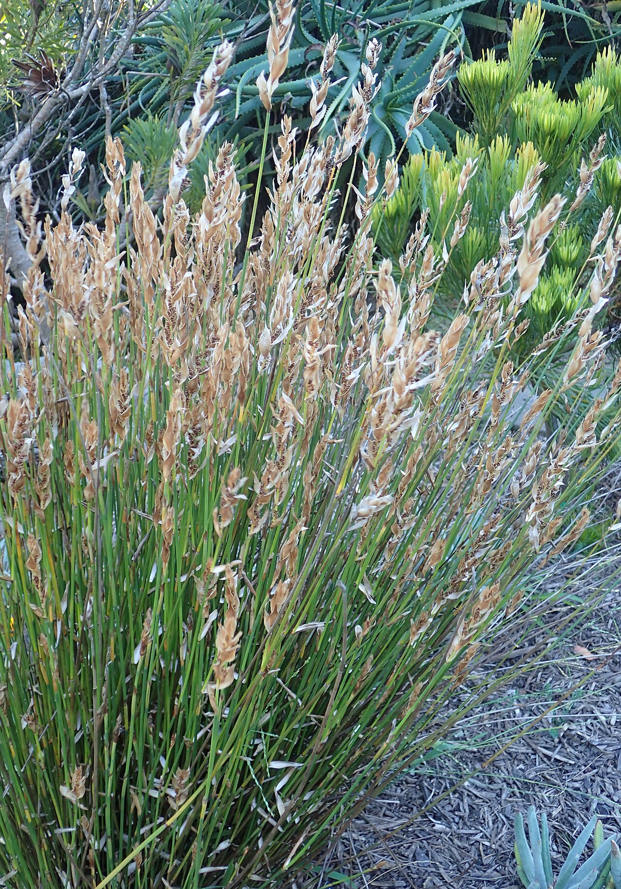 Elegia fistulosa: Elegia fistulosa in the San Francisco Botanical Garden