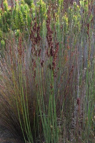 Elegia galpinii (Elegia galpinii)