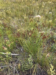 Elegia galpinii (Elegia galpinii)