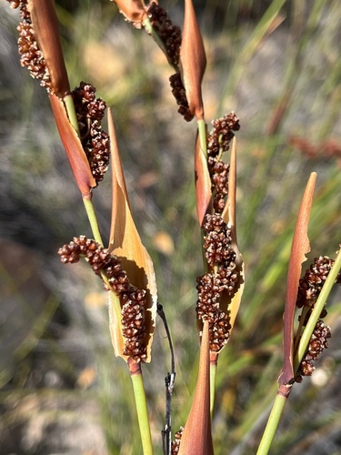 Elegia galpinii (Elegia galpinii)