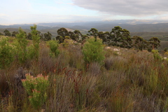 Elegia galpinii (Elegia galpinii)