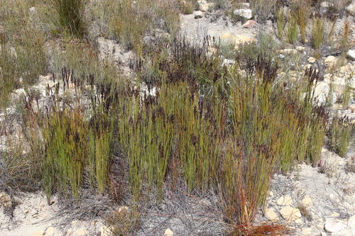 Elegia galpinii (Elegia galpinii)
