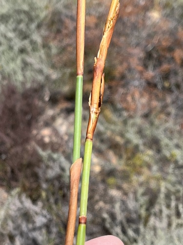 Elegia galpinii (Elegia galpinii)