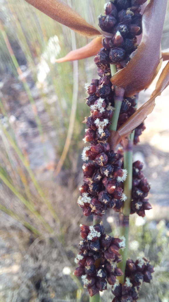 Elegia galpinii (Elegia galpinii)