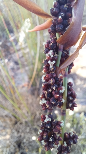 Elegia galpinii (Elegia galpinii)