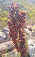 Elegia galpinii (Elegia galpinii)