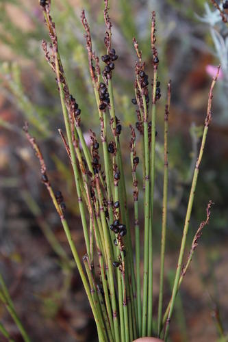 Elegia galpinii (Elegia galpinii)