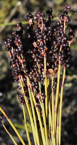 Elegia galpinii (Elegia galpinii)