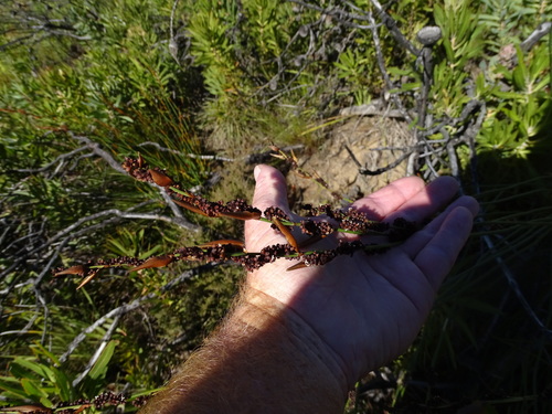 Elegia galpinii (Elegia galpinii)