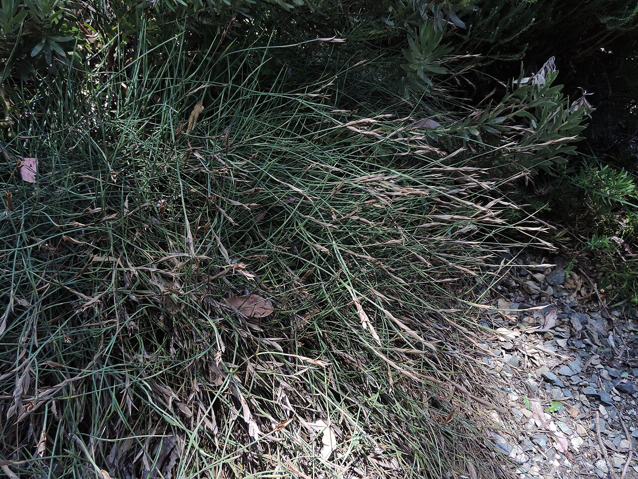 Elegia grandis: Elegia grandis in Dunedin Botanic Garden