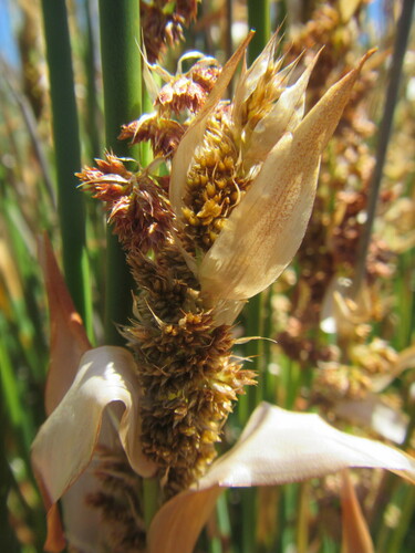 Elegia grandispicata (Elegia grandispicata)