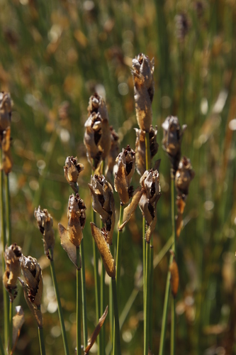 Elegia grandispicata (Elegia grandispicata)