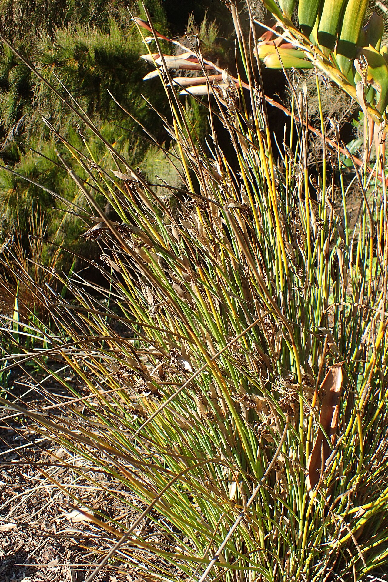 Elegia intermedia: Elegia intermedia in the San Francisco Botanical Garden