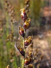 Elegia macrocarpa (Elegia macrocarpa)