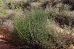 Elegia macrocarpa (Elegia macrocarpa)