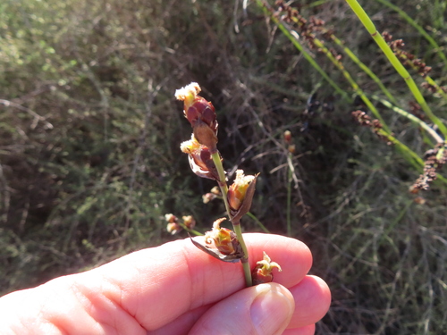 Elegia macrocarpa (Elegia macrocarpa)