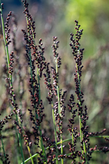 Elegia macrocarpa (Elegia macrocarpa)