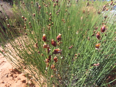Elegia macrocarpa (Elegia macrocarpa)