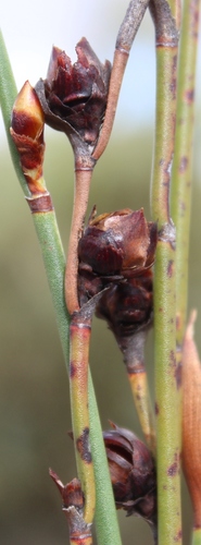 Elegia macrocarpa (Elegia macrocarpa)
