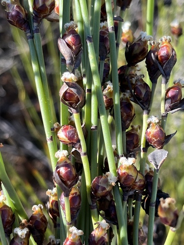 Elegia macrocarpa (Elegia macrocarpa)