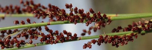 Elegia macrocarpa (Elegia macrocarpa)