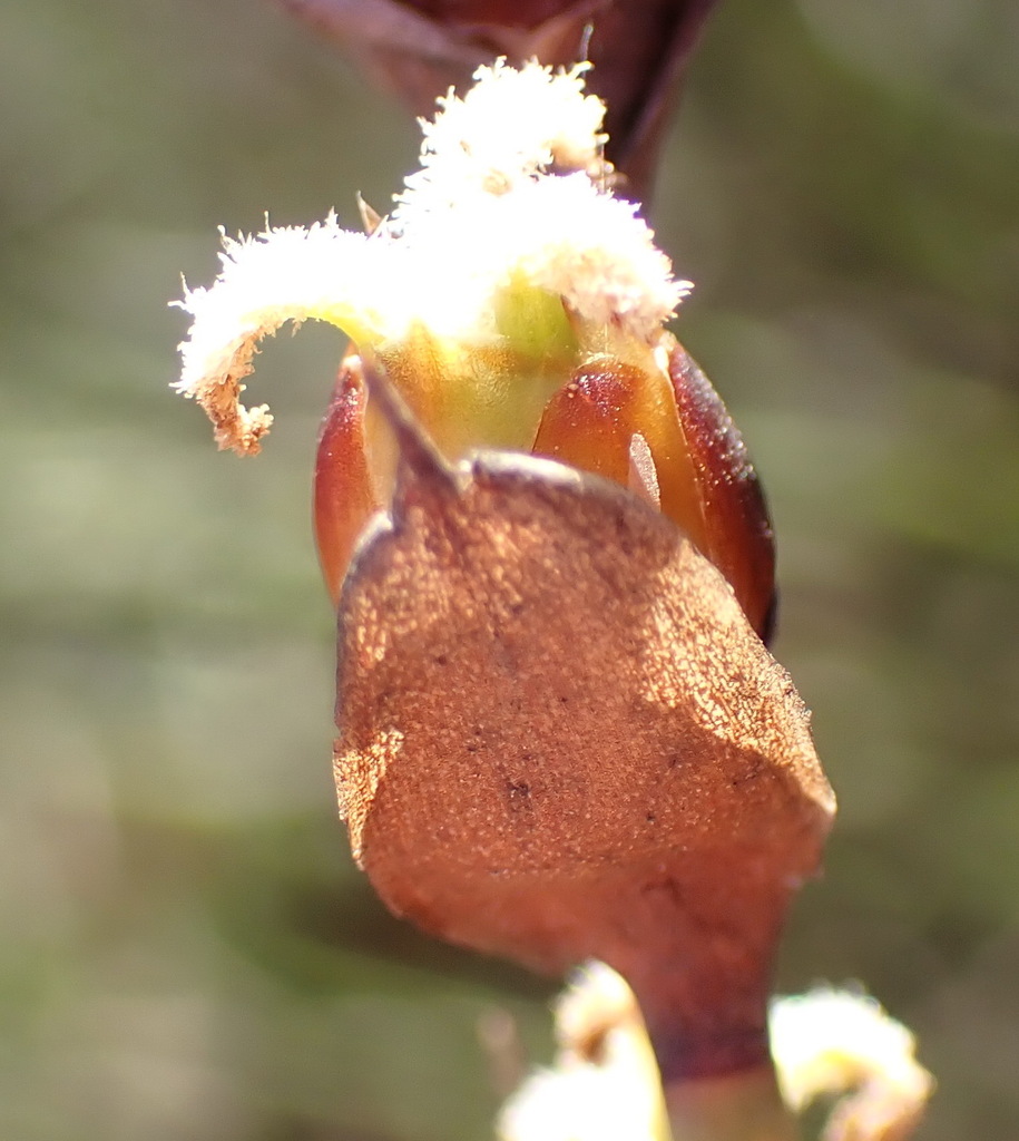 Elegia macrocarpa (Elegia macrocarpa)