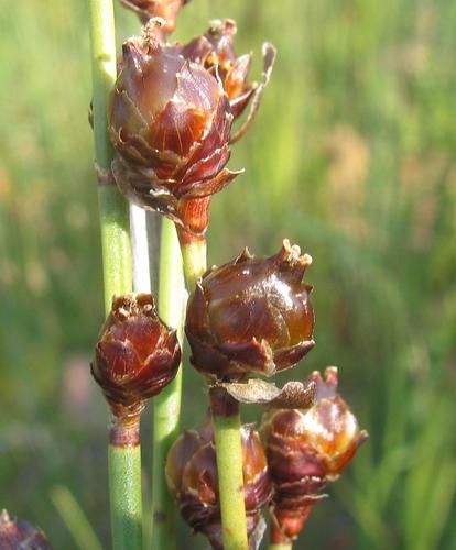 Elegia macrocarpa (Elegia macrocarpa)