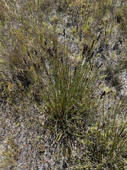 Elegia marlothii (Elegia marlothii)