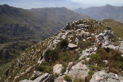 Elegia marlothii (Elegia marlothii)