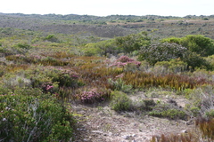 Elegia microcarpa (Elegia microcarpa)