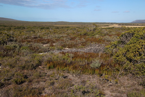 Elegia microcarpa (Elegia microcarpa)