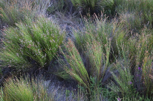 Elegia microcarpa (Elegia microcarpa)