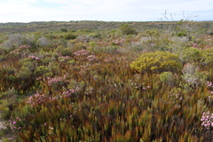 Elegia microcarpa (Elegia microcarpa)