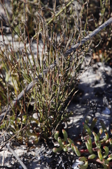 Elegia microcarpa (Elegia microcarpa)