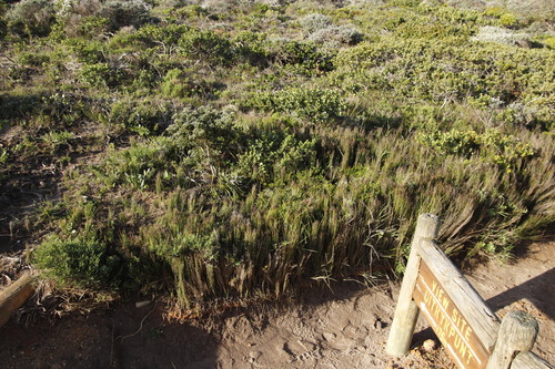 Elegia microcarpa (Elegia microcarpa)